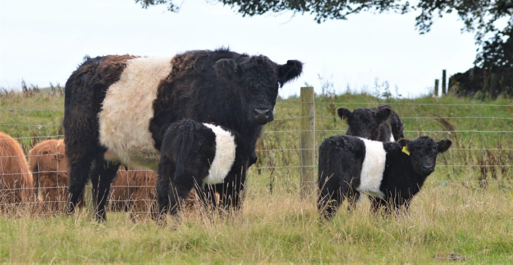 Celebrating food and farming in our UNESCO Biosphere - Galloway and ...