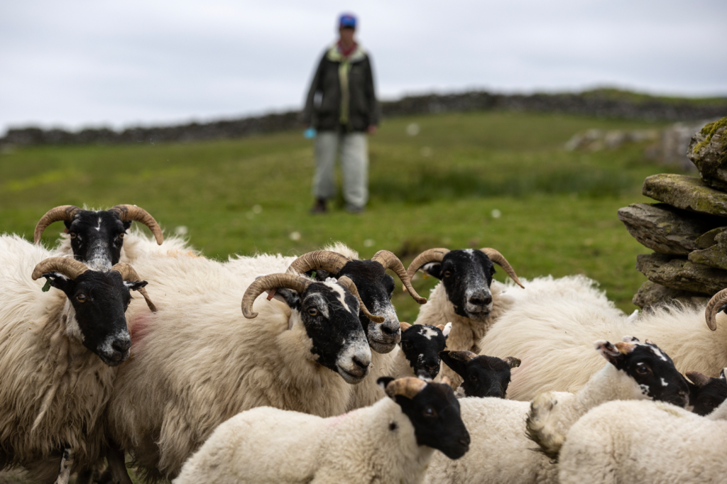 Merrick Scottish Blackface Knitwear - Galloway and Southern Ayrshire ...